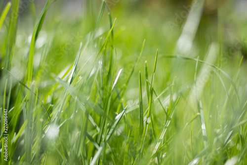 Natural Green Grass Background with summer sun highlights bokeh
