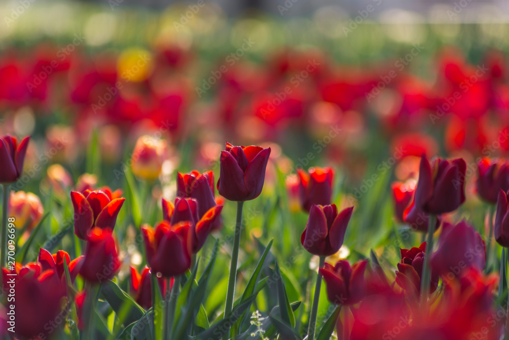 Fototapeta premium Red tulips field in the morning light