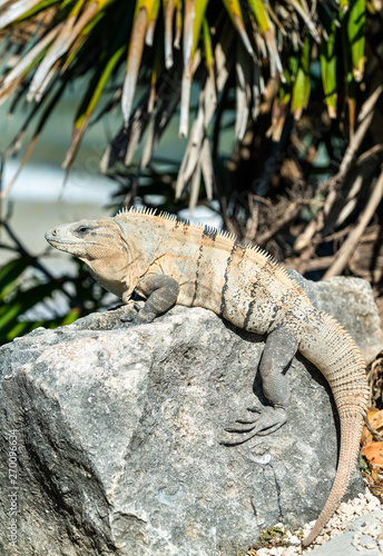 Iguana on the Yucatan Peninsula in Mexico