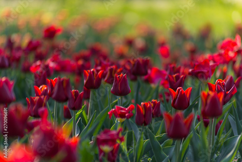Red tulips field in the morning light
