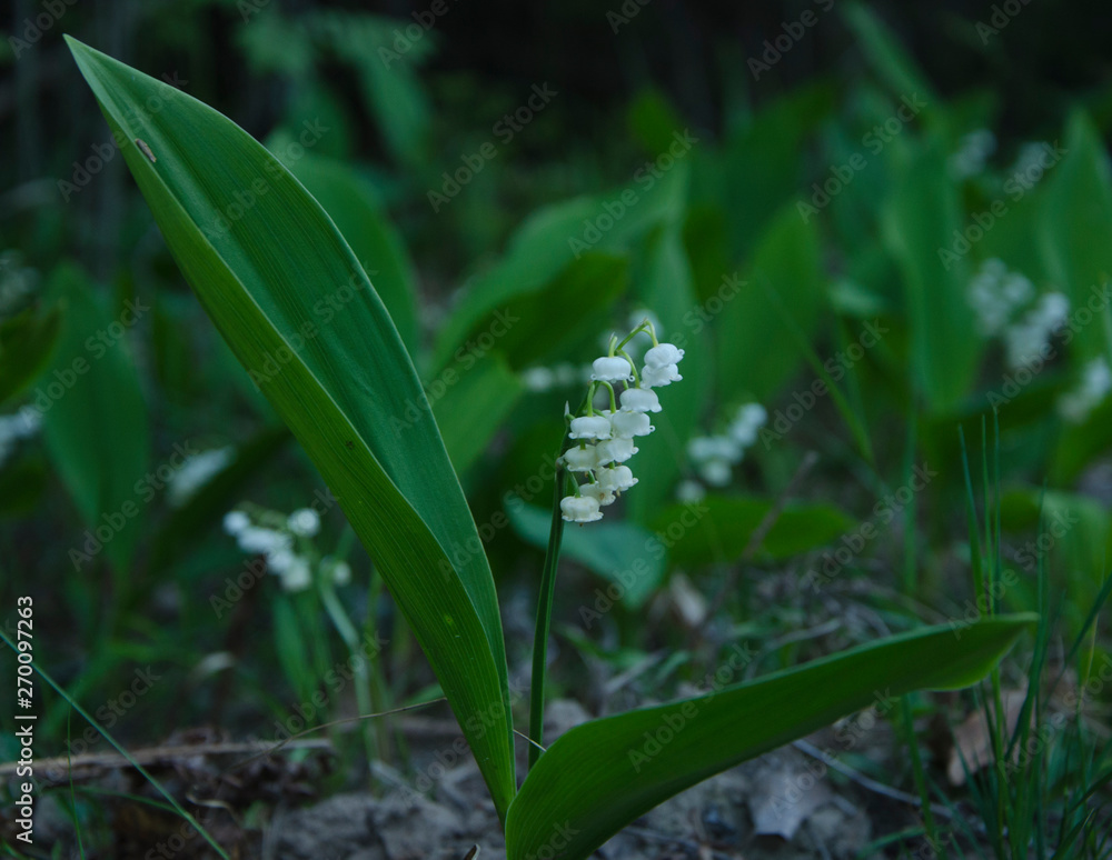 may-lily, ландыш майский