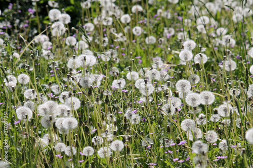 Field of dandelions with white seed heads and green grass, Belarus 