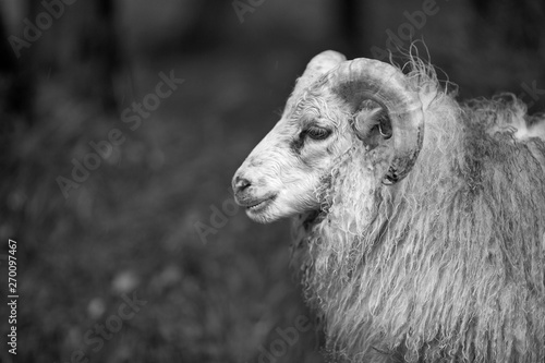 Iceland. Islandia. Nature. Naturaleza. Animales. Animals. Black and white. Blanco y negro