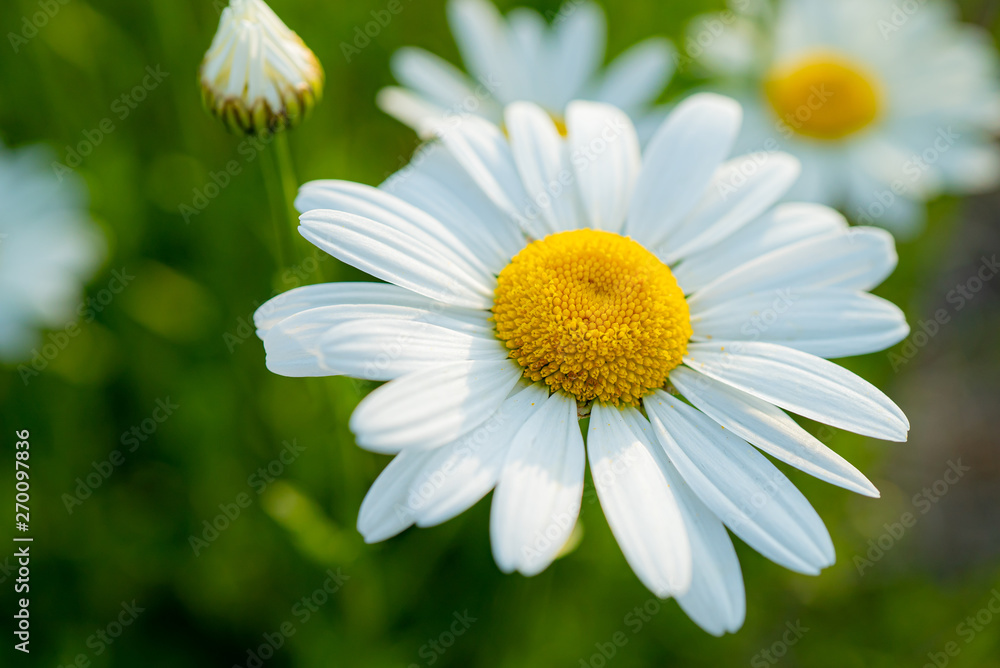 Fototapeta premium マーガレットの花