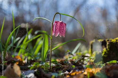 Fritillaria meleagris in the forest with morning lights photo