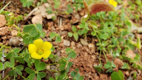 flor amarela