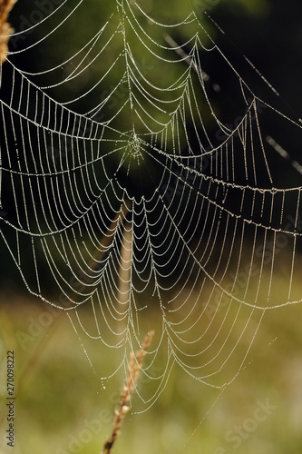 Spinnennetze auf der Wiese