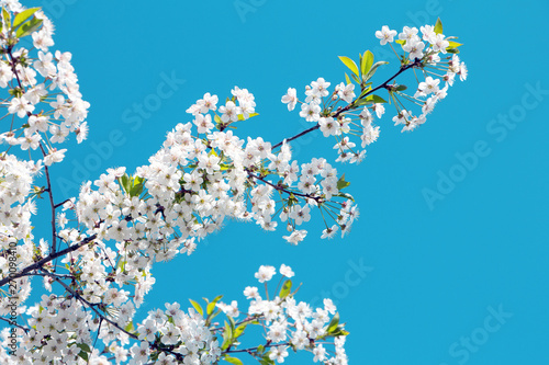 Cherry blossoming branch against the blue sky..White cherry flowers. © Helga Hally