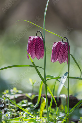 Fritillaria meleagris in the forest