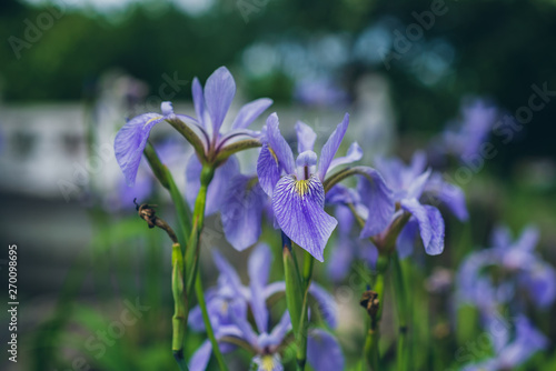Purple iris flowers in a Chinese garden