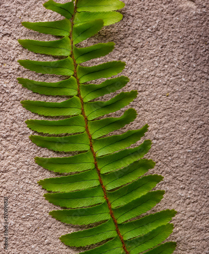 Background with green fern leaves. photo