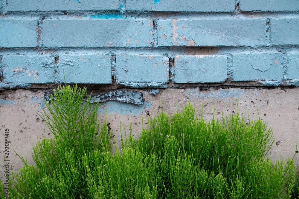Aquamarine brick wall with splashes of paint. Dilapidated stone walls in the style of grunge. Green grass with drops of dew sprouted through the asphalt close-up. Template for text Aquamarine brick wall with splashes of paint. Dilapidated stone walls in the style of grunge. Green grass with drops of dew sprouted through the asphalt close-up. Template for text