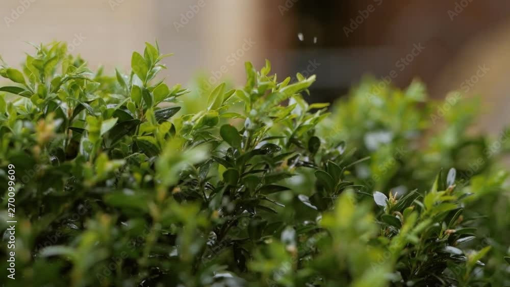Raindrops pour on the green shrub of boxwood.
