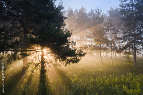 Picturesque scene of sun rays coming through pine trees in morning mist