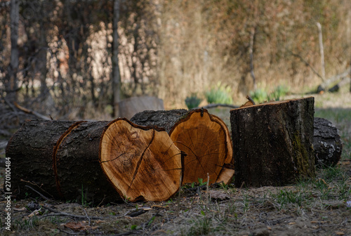 Freshly Cut Tree Logs. Sawed tree trunks.