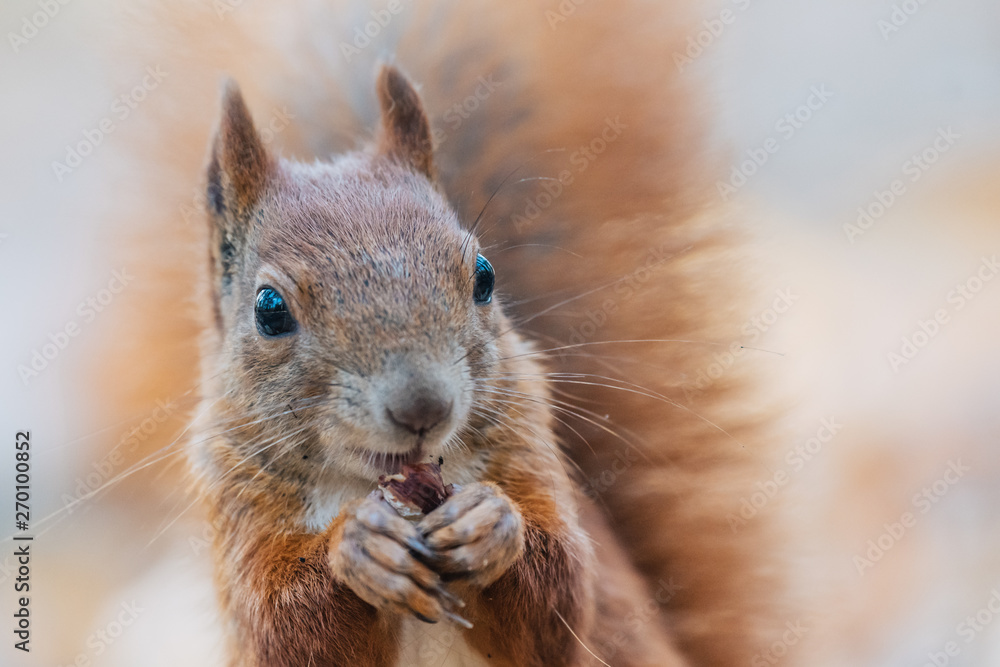 Portrait of a cute red squirrel (Sciurus vulgaris) Portrait of a cute red squirrel (Sciurus vulgaris)