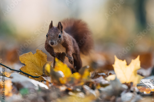Portrait of a cute red squirrel  Sciurus vulgaris 