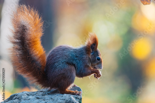 Portrait of a cute red squirrel (Sciurus vulgaris) © Jan Rozehnal