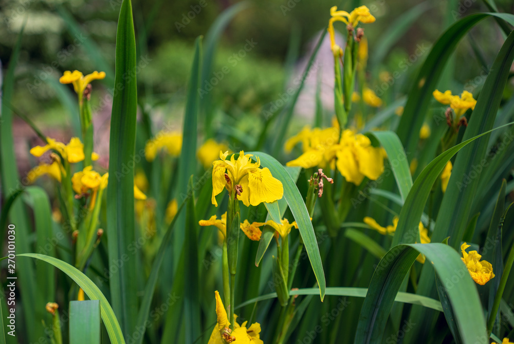 Yellow iris flowers in a Chinese garden Yellow iris flowers in a Chinese garden