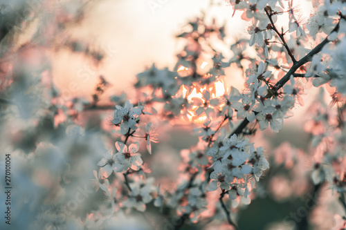 Sunset behind a white flowering tree