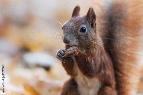 Portrait of a cute red squirrel (Sciurus vulgaris)