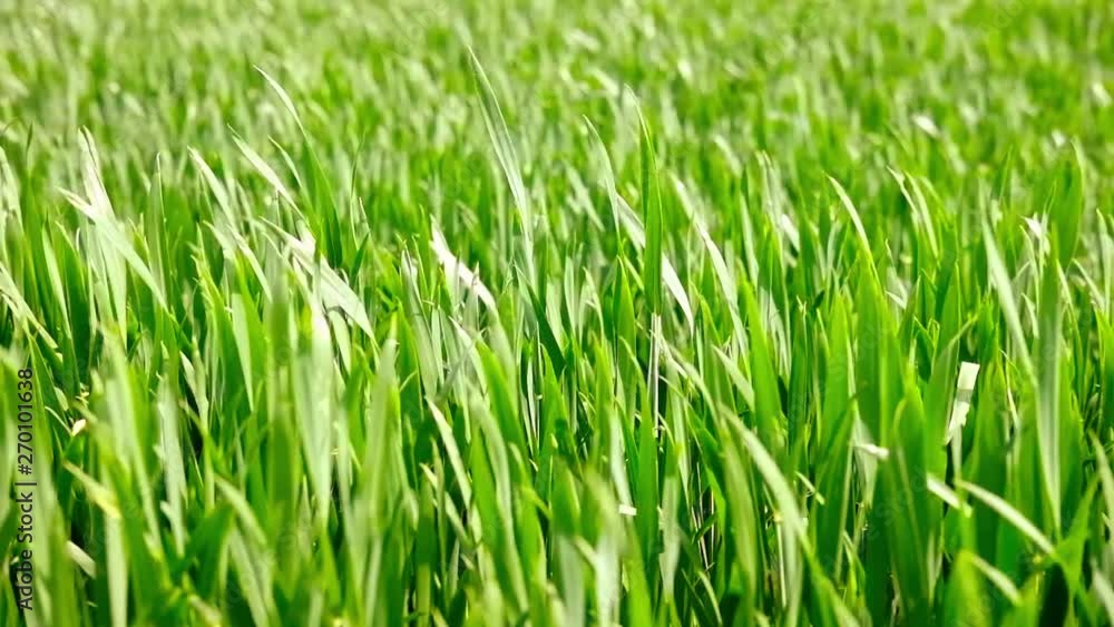 Field of beautiful springtime green rye and wheat closeup for green industry. grass sways in the wind Field of beautiful springtime green rye and wheat closeup for green industry. grass sways in the wind