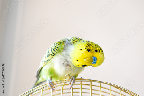 Фотография Domestic budgie parrot, poultry with health problem after moulting