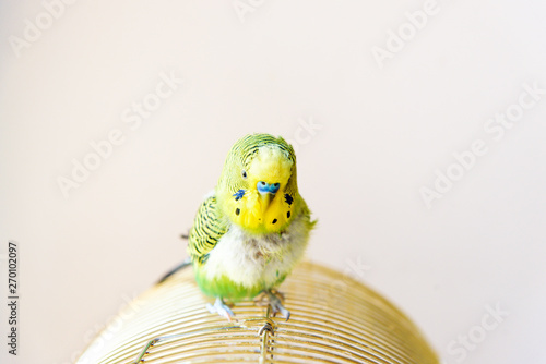 Domestic budgie parrot, poultry with health problem after moulting. A Budgerigar with plucked breast, without feathers.