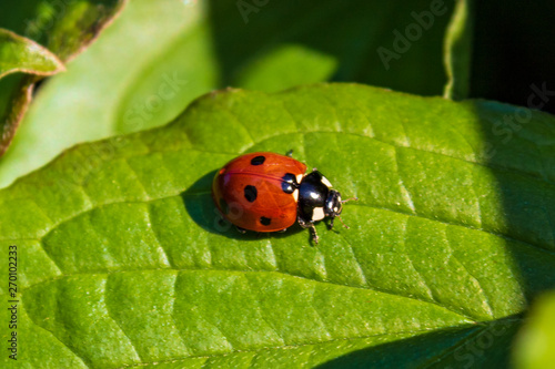 Ladybug (Coccinellidae) on green leaf in summer, macro