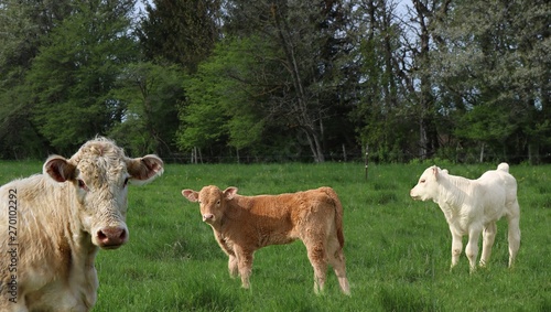 Charolais cow head and face laying in the field ahead of two newborn calves 