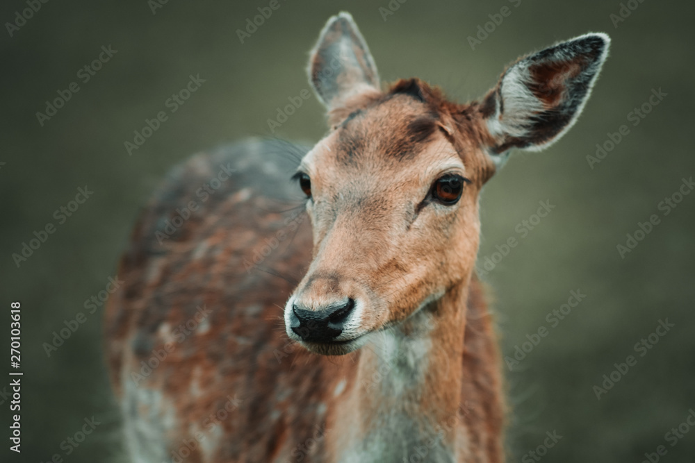 portrait of a female deer portrait of a female deer