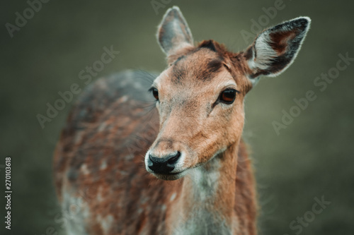 portrait of a female deer