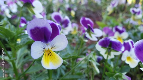 flor  violeta  roxo  amarelo  branco  natureza