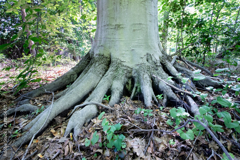 Enormous root system of old tree Enormous root system of old tree