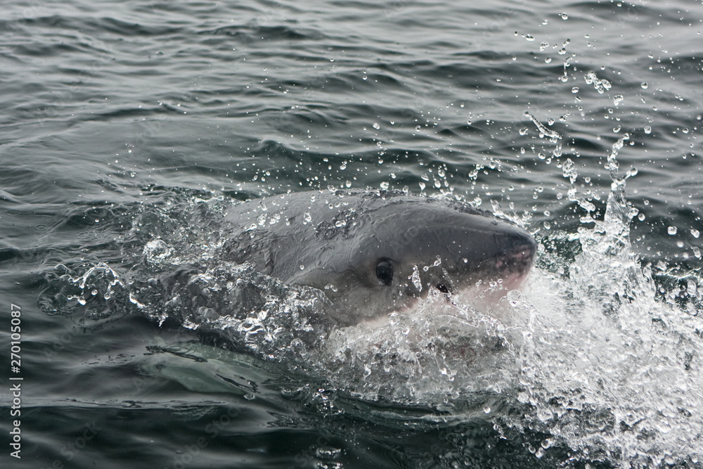 Obraz premium great white shark, carcharodon carcharias, Africa