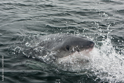 great white shark, carcharodon carcharias, Africa