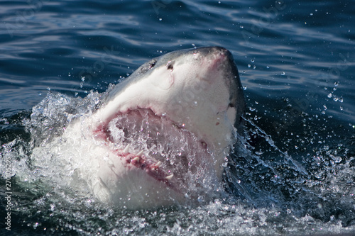 great white shark  carcharodon carcharias  Africa