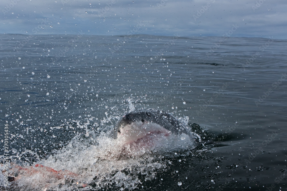 Naklejka premium great white shark, carcharodon carcharias, Africa