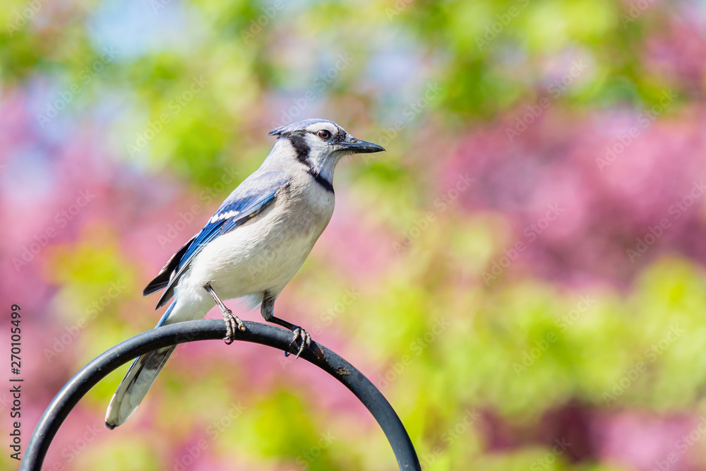 Obraz premium Perched blue jay with colorful blurred background