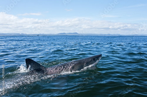 great white shark, carcharodon carcharias, Africa