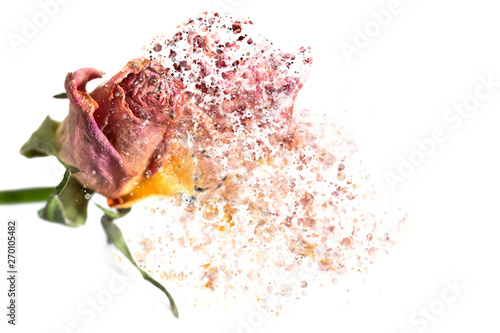 Obraz na plátně A pink rose disintegrating into particles and waving fibers.
