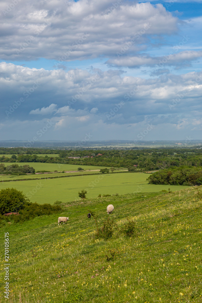 Sheep grazing in the Sussex countryside on a sunny late spring day