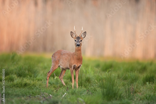 European roe deer  capreolus capreolus  Bohemia nature
