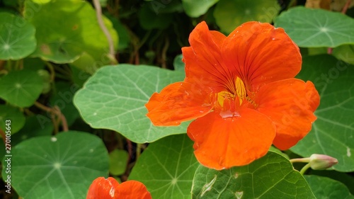 Wallpaper Mural flor laranja, natureza, paisagem, verde Torontodigital.ca