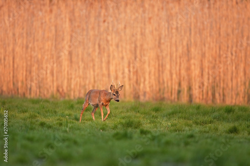 European roe deer  capreolus capreolus  Bohemia nature