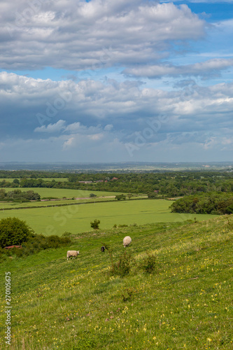 Sheep grazing in the Sussex countryside on a sunny late spring day