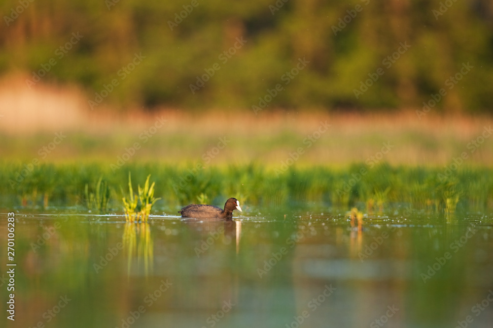Eurasian coot, fulica atra, bird, Bohemia nature Eurasian coot, fulica atra, bird, Bohemia nature