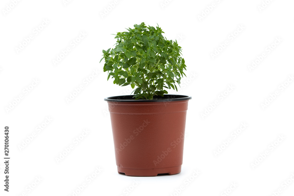 Obraz premium Green flower in a plastic pot isolated on white background.