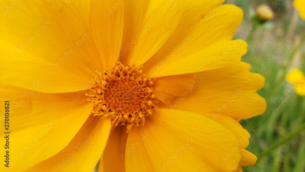 flor amarela, paisagem, natureza, beleza, maravilha, linda, natural, flor amarela, paisagem, natureza, beleza, maravilha, linda, natural,
