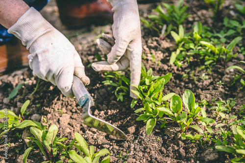 Woman hands in gloves and hoe treats plants in the garden